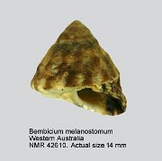 Bembicium melanostomum